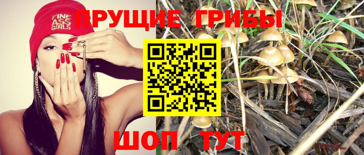 Псилоцибиновые грибы Psilocybe Шарыпово